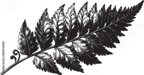 Detailed fern leaf vector illustration in black and white. Vintage style drawing, isolated on a white background, showcasing the intricate design.