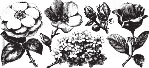Black and white vintage flower illustration set featuring roses and blooms. Detailed vector artwork with a classic botanical design.