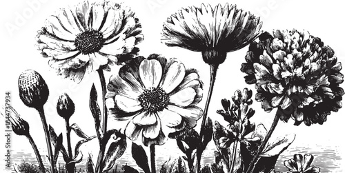 Vintage botanical illustration of flowers in black and white. Detailed vector set showcasing various blooms and leaves for decoration or study.