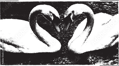 Swans in a loving pose, displaying elegance and harmony. This vector illustration captures their details against a tranquil background.