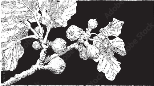 Fig tree branch with detailed leaves and fruit. Vintage black and white vector illustration of botanical elements set for artistic applications.