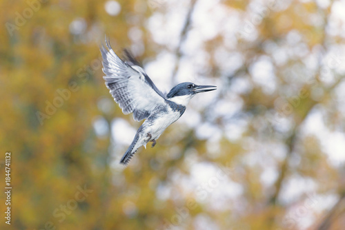 Belted Kingfisher bird