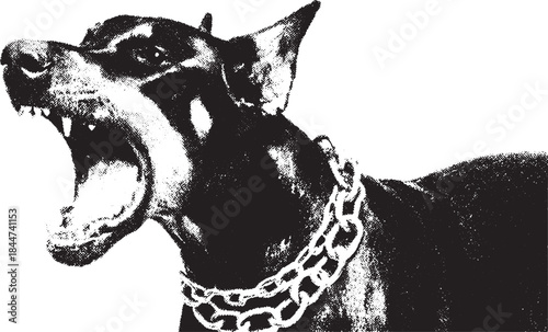 Aggressive Doberman dog portrait with a chain. Monochrome vector illustration highlighting its fierce expression.