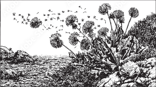 Dandelion flowers by the coast in a black and white vector illustration. Natural set showcasing texture and plants in a scenic outdoor scene.