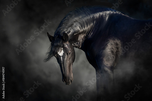 Percheron draft  horse portrait