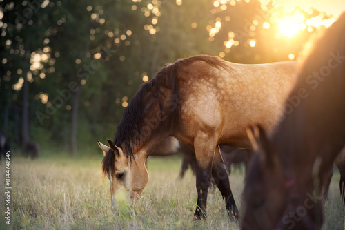 A herd of Percheron horses