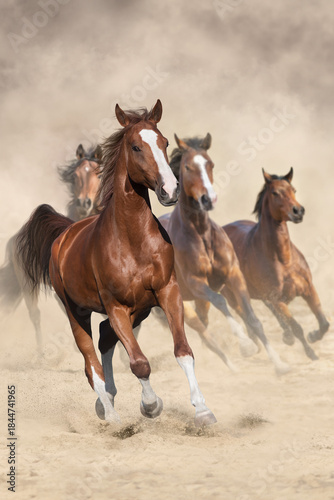 Horses run free in desert