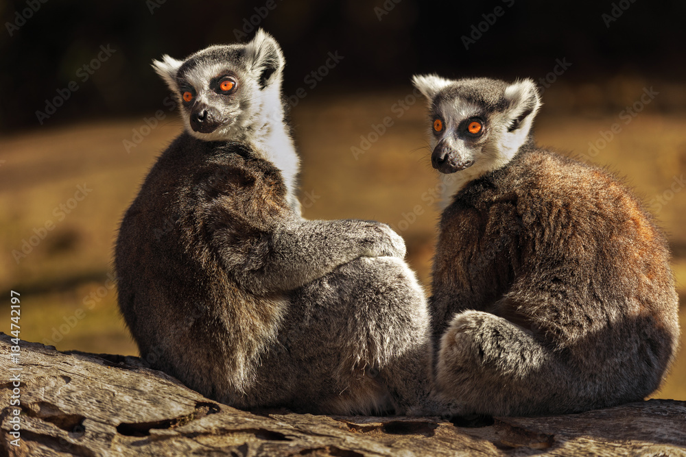 Fototapeta premium Pair of lemurs with intense gazes on a lighted log