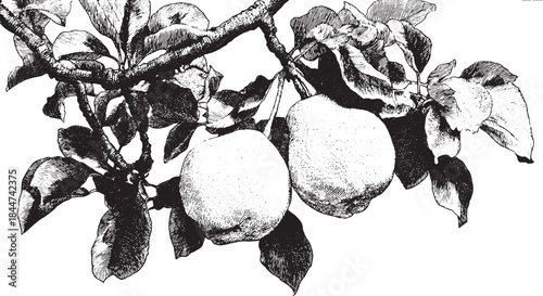 Vintage pear and branch vector illustration in black and white. Detailed botanical drawing showcasing realistic fruit with leaves.