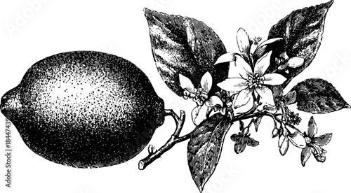 Lemon with flowers and leaves on a branch. Vintage black and white drawing vector illustration with detailed botanical outline, perfect for decorative set.