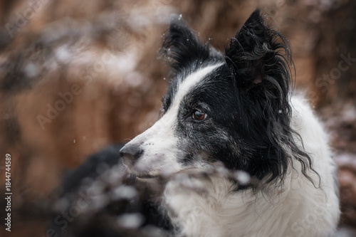 senior border collie dog beautiful snowy portrait of pet, winter walk on farm