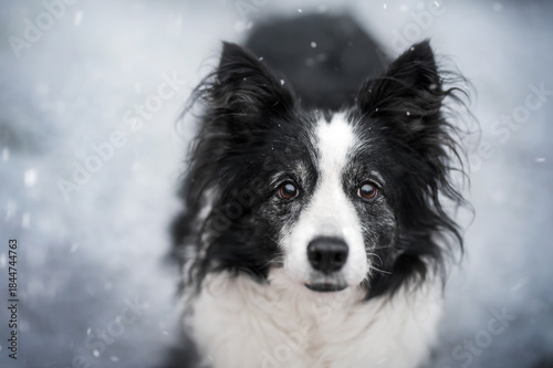 senior border collie dog beautiful snowy portrait of pet