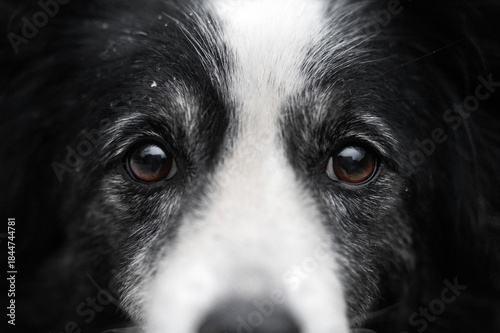 senior border collie dog beautiful snowy portrait of pet