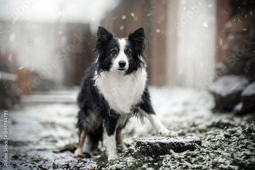 senior border collie dog beautiful snowy portrait of pet, winter walk on farm