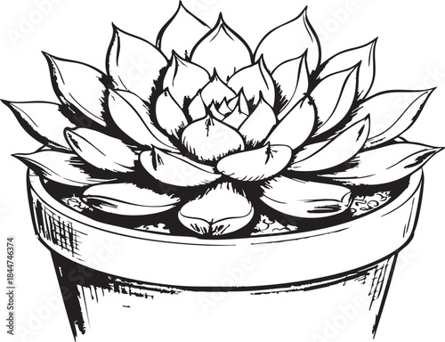 Black and white hand drawn succulent plant sketch in a pot