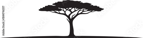 Foto African Savanna Acacia Tree Single Silhouettes isolated on white background