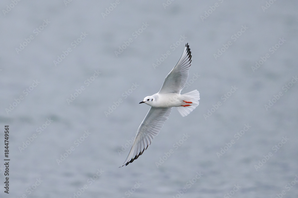 Fototapeta premium Bonaparte’s Gull