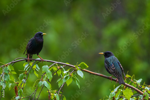 two starlings sitting on tree branches in spring park