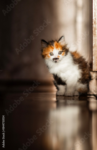 Bild auf Leinwand Portrait of a big-eyed funny fluffy A kitten stands on the floor in a room in a
