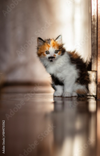 Foto big-eyed funny fluffy A kitten stands on the floor in a room in a sliver of sunl