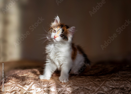 Portrait of a cute fluffy kitten sitting in a room on Bed in rays of golden l...