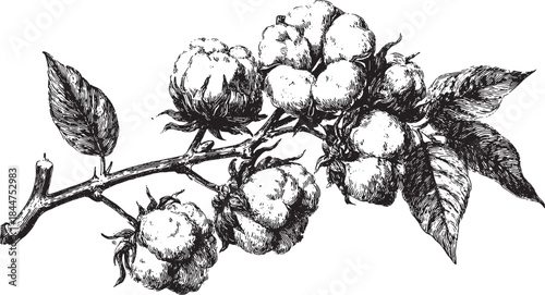 Illustration of a cotton plant featuring detailed monochrome art. This vector design depicts a branch with leaves in a botanical style, showcasing natural beauty.