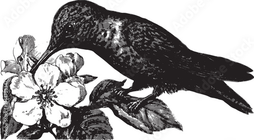 Hummingbird interacts with a flower. Detailed black and white vector illustration showcasing nature and wildlife in a vintage style set.