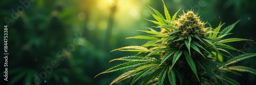 Close-up of a healthy cannabis plant, showcasing vibrant green leaves and buds in serene lighting.