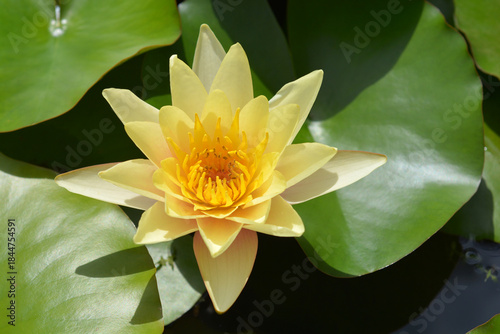 Valokuva Hardy Water Lily yellow flower - Latin name - Nymphaea Marliacea Chromatella