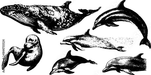 Vintage illustration of marine animals in a detailed vector set. Features a whale, dolphin, and seal in black line drawing style.