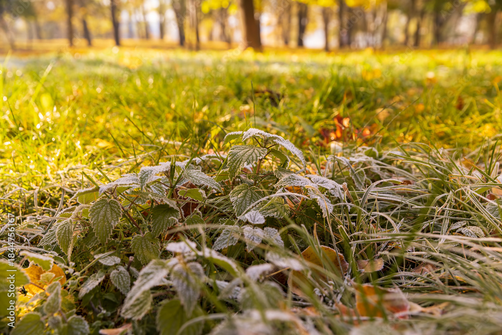 Fototapeta premium the green grass and yellow foliage of the trees are covered with white frost