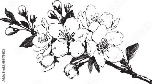 Detailed vector illustration of a blooming flower branch in black and white. Elegant design showcasing natural beauty and delicate details.