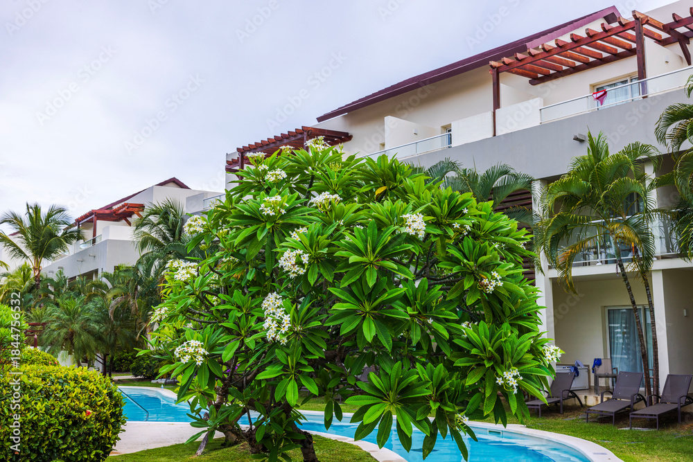 Fototapeta premium Beautiful view of plumeria tree with white flowers near resort pool and modern hotel buildings. Dominican Republic. Punta Cana. 