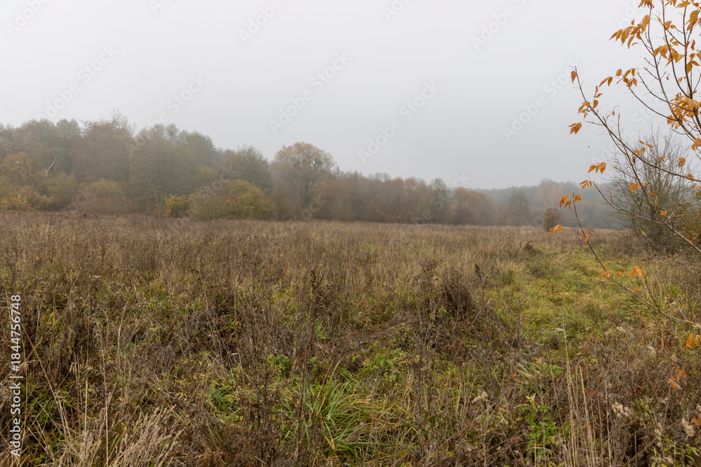 Fototapeta premium yellowed dry grass in a field in the autumn after a cold snap and frosts, autumn nature in a forest with various trees and shrubs and grass, foggy weather and a gray dim sky