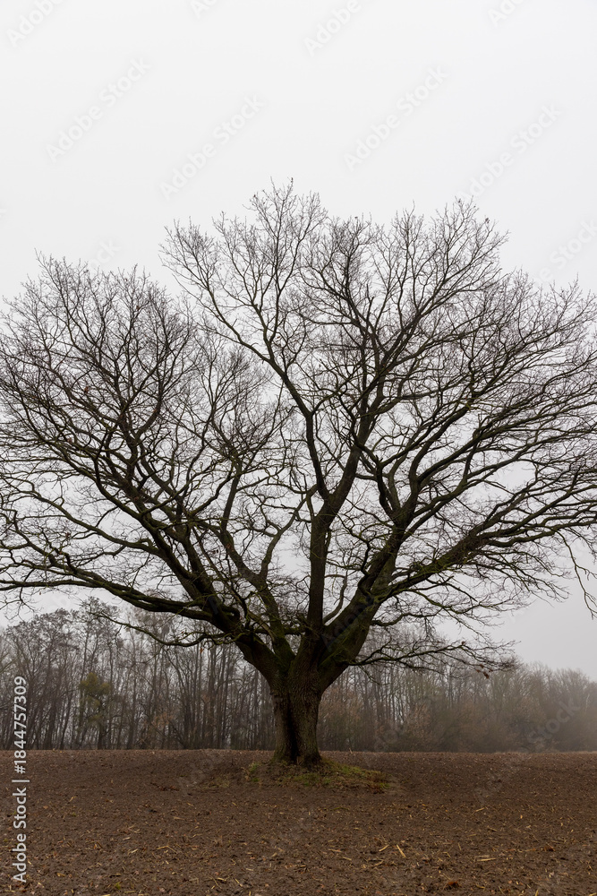 Fototapeta premium an old oak tree without leaves in the autumn season against the background of a gray sky in cloudy weather, autumn nature and the silhouette of an oak tree not illuminated by sunlight