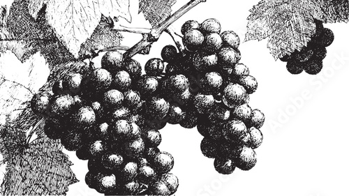 Black and white grapes illustration with leaves on a vine. Vintage-style vector art highlighting nature and agriculture.