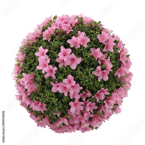 Top view of pink azalea bush, lush green leaves and delicate petals isolated on white or transparent background 