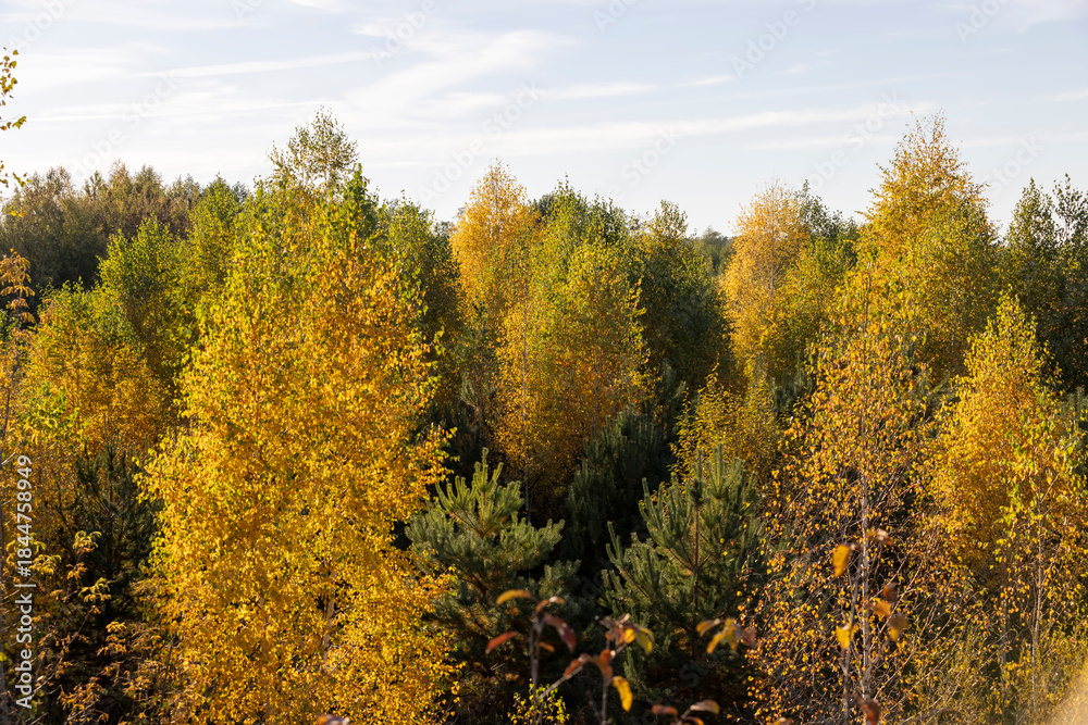 Fototapeta premium colorful foliage of deciduous trees, yellow trees in the autumn season before sunset in the evening, beautiful foliage of trees before leaf fall
