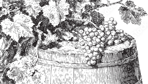 Grapes on a vine with leaves above a wooden barrel. Black and white detailed vector illustration showcasing nature's beauty.