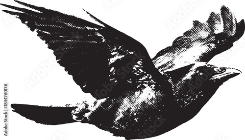 Stylized black bird flying with outstretched wings in a vector illustration. This monochrome artwork is suitable for various uses in design projects.