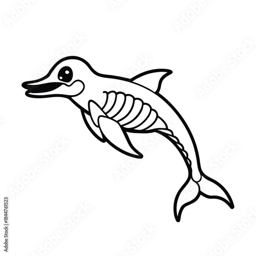 dolphin skeleton