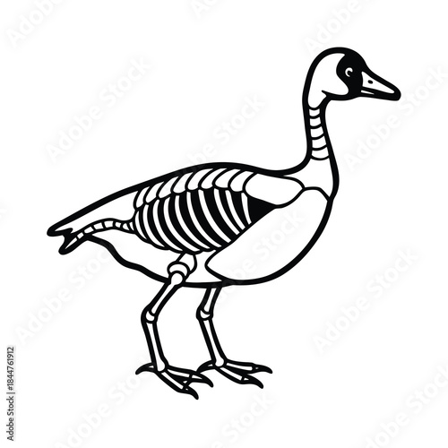 goose skeleton