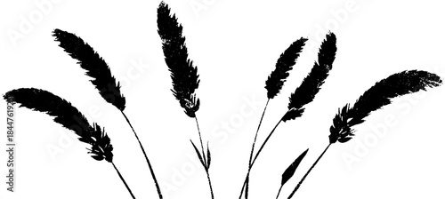 Black and white stencil of curved dried grasses for artistic design and decoration