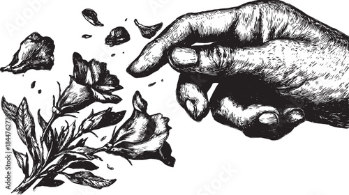 Hand interacting with flowers in a black and white illustration. Detailed botanical vector set depicting petals and leaves.
