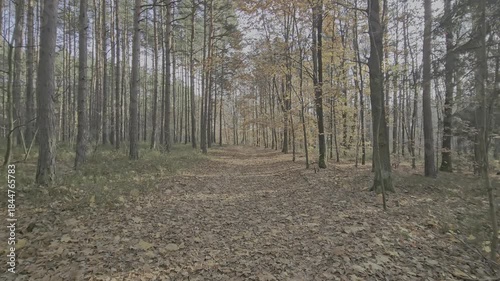 Wallpaper Mural Short 4K cinematic shot of golden Polish autumn forest with colorful trees and fallen leaves gently moving in the wind Torontodigital.ca