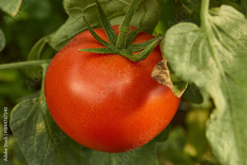 Ripe red tomatoes grown in a greenhouse, close-up. A close-up of ripe juicy red tomatoes growing on the green branches of a bush in a greenhouse. Bright fruits with rich color and smooth skin.