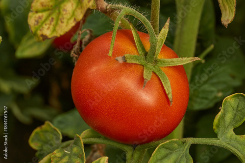 Ripe red tomatoes grown in a greenhouse, close-up. A close-up of ripe juicy red tomatoes growing on the green branches of a bush in a greenhouse. Bright fruits with rich color and smooth skin.