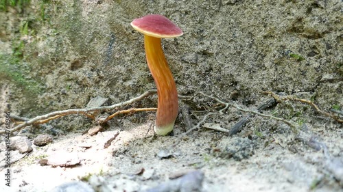Toadstool mushroom fungus isolated in sandy environment