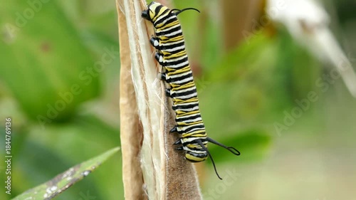 Monarch butterfly caterpillar getting blown around in the wind on milkweed seed pod