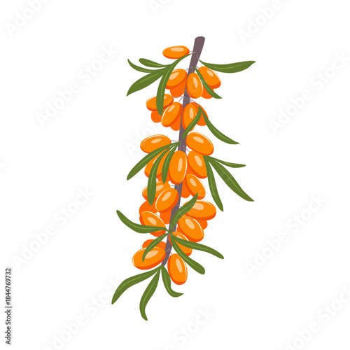 Sea buckthorn branch isolated with orange berries and green leaves. Cartoon botanical clipart for organic food packaging.